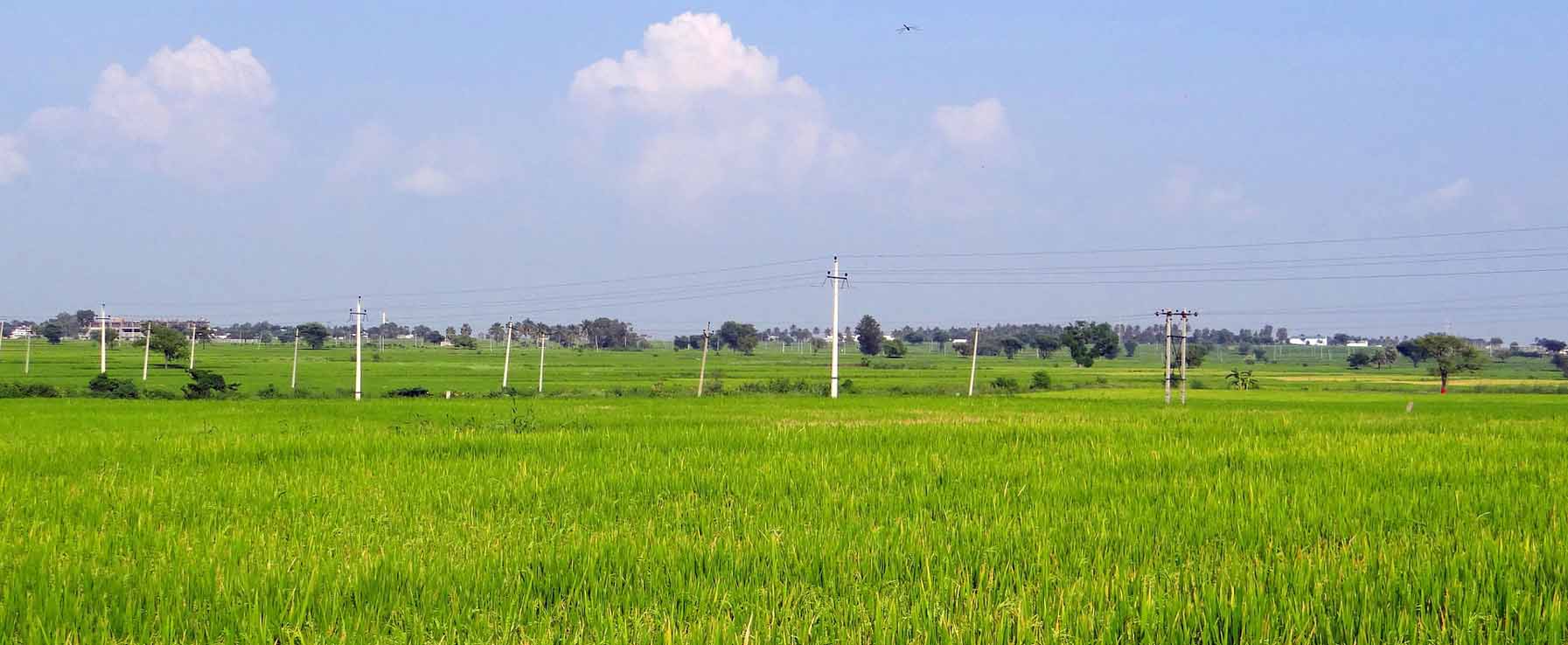 sri krishnadevaraya college agricultrual sciences